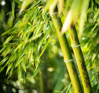 Canva - Bamboo Plant