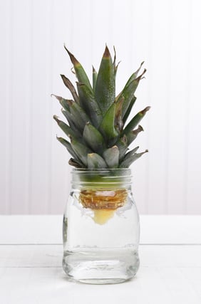 Canva - Rooting a Pineapple Top