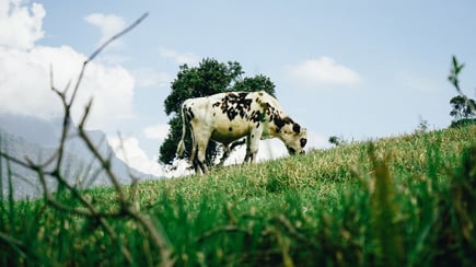 cow eating grass